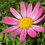 creazione giardini
