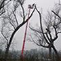 tree climbing